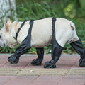 Anti-Slip Dog Shoes | The All-Terrain Paw Protection & Safety Protocol