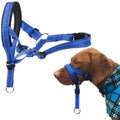 Dog Training Halter | The Gentle Control & Anti-Pulling Protocol