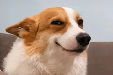 Smiling Corgi